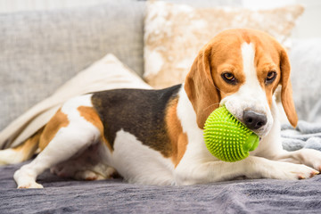 Beagle dog with a green ball on a couch