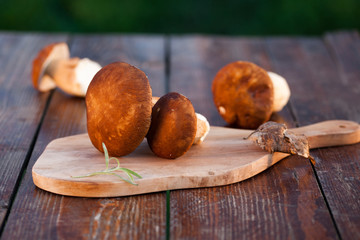 boletus edulis over Wooden Background. Autumn Cep Mushrooms. Cooking delicious organic mushroom. Gourmet food