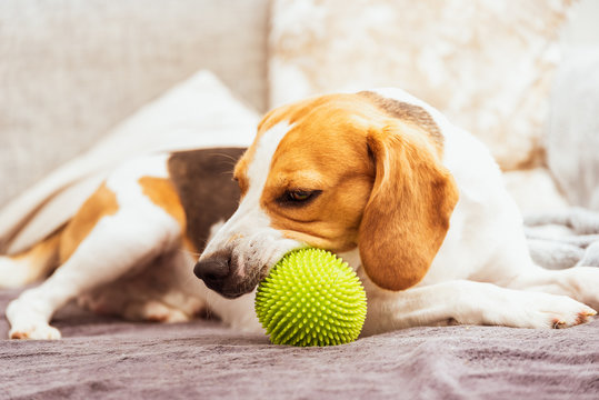 Beagle dog with a green ball on a couch