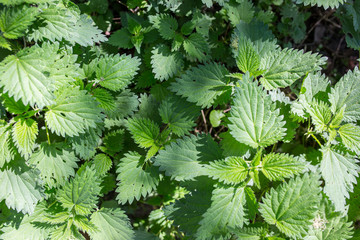 Green nettle on the sunny spring day. Natural plant background texture.