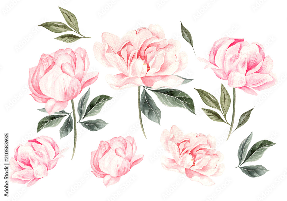 Wall mural beautiful watercolor set with peony flowers.