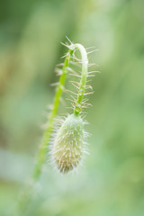 Obraz premium Pączek maku