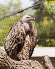 Griffon Vulture (Gyps fulvus) resting on a wooden trunk in captivity