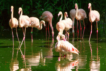 A Flock of Greater Flamingoes wallowing in a pool of water - also known as a flamboyance or regiment