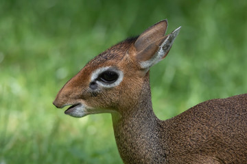 Kirk Zwerg - Rüssel Dikdik