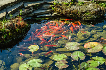 Japan Koifish Carp in Koi pond