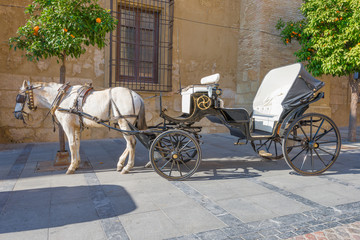 horse carriage in cordoba