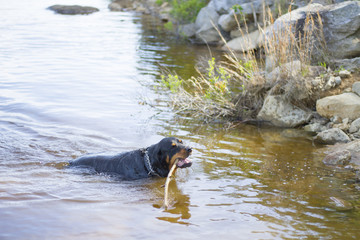 Rottweiler, Dog Playing In Water At Lake