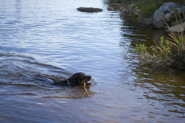 Rottweiler, Dog Playing In Water At Lake