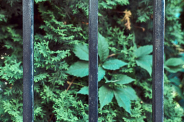 Image of a green garden fenced with a black steel rod fence.