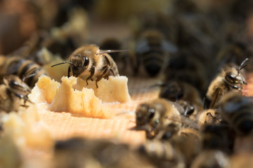 Honigbiene