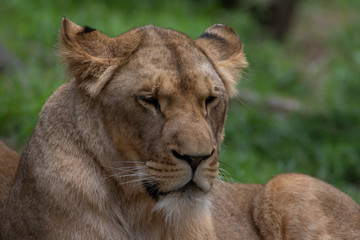 Löwe