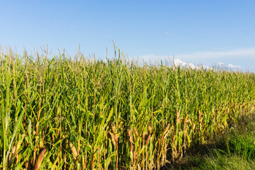 Maisfeld im Sonnenlicht