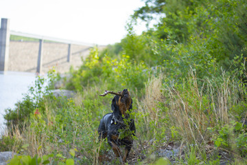 Rottweiler, Dog Playing In Water At Lake
