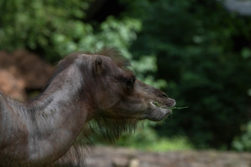 Trampeltier Zweihöckriges Kamel Hauskamel