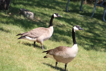 Geese Walking About, William Hawrelak Park, Edmonton, Alberta