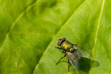 Green Bottle Fly (Lucilia sericata)