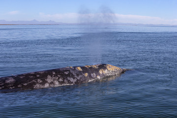 Obraz premium Whale watching in Ojo De Liebre Lagoon, Baja California Norte, Mexico