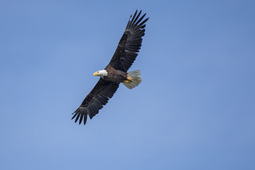 Fototapeta na wymiar eagle flying