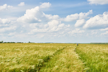 young wheat field as background, bright sun, beautiful summer landscape