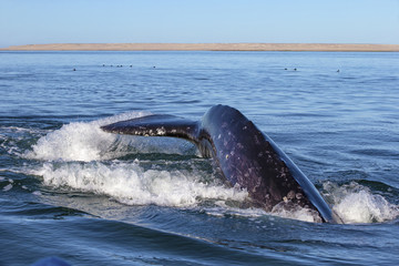 Fototapeta premium Whale watching in Ojo De Liebre Lagoon, Baja California Norte, Mexico