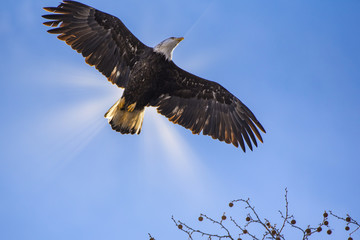 eagle with sun
