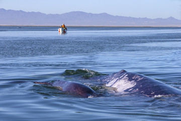 Fototapeta premium Whale watching in Ojo De Liebre Lagoon, Baja California Norte, Mexico