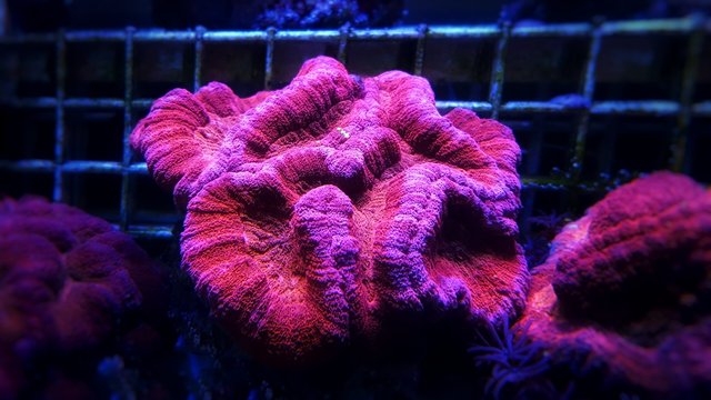Open brain symphyllia lps coral 