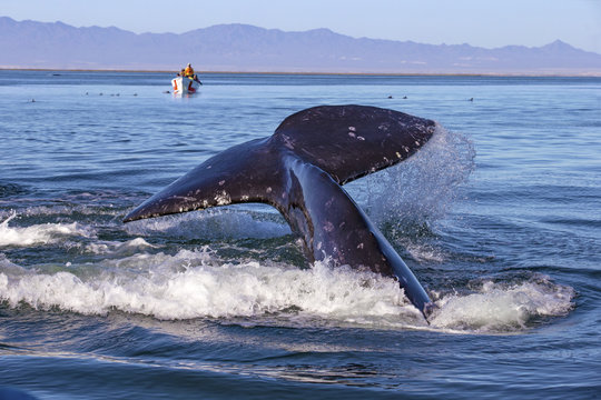 Whale watching in Ojo De Liebre Lagoon, Baja California Norte, Mexico