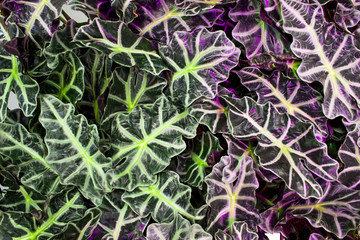 The leaves of alocasia background.