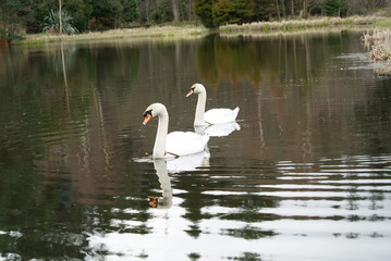 swans on a pond