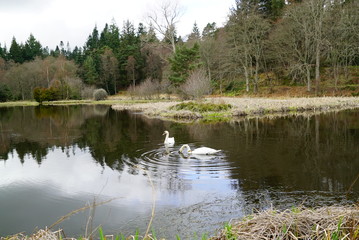 swans on a pond