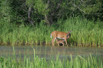 deer baby 2