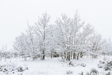 Arboles y arbustos invernales con nieve