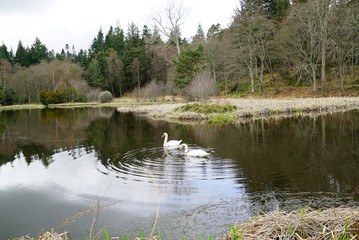 Fototapeta na wymiar swans on a pond
