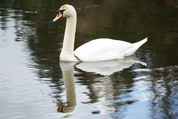 swans on a pond