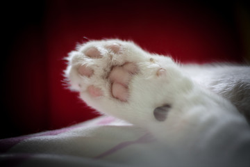 Close Up of a cat&rsquo;s paws of the cat lie down on bed with red background.