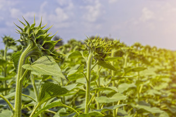 sunflower in the phase of the formation of the cap, on the field, on a sunny day