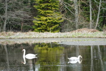 swans on a pond