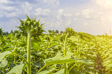 sunflower in the phase of the formation of the cap, on the field, on a sunny day