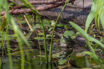 green frog