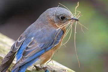 bird nesting