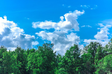 Fototapeta premium Beautiful summer forest against a blue sky on a sunny day