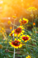 Fototapeta premium Beautiful bright flower helenium on blooming green meadow