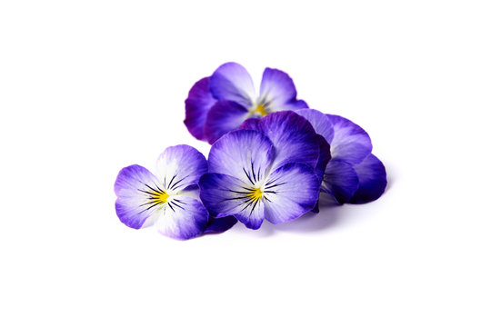 blue edible flowers of viola