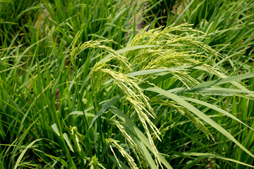 Paddy Thai on rice plants