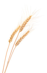 Fototapeta premium Wheat Bunch on white.