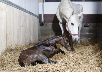Obraz premium Foal tries to get up
