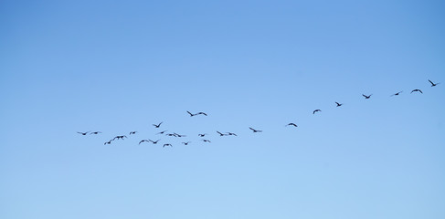 Cormorant flying by in blue sky.