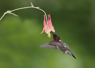 Male Ruby-throated Hummingbird feeding at a Wild Columbine flower © Brian Lasenby